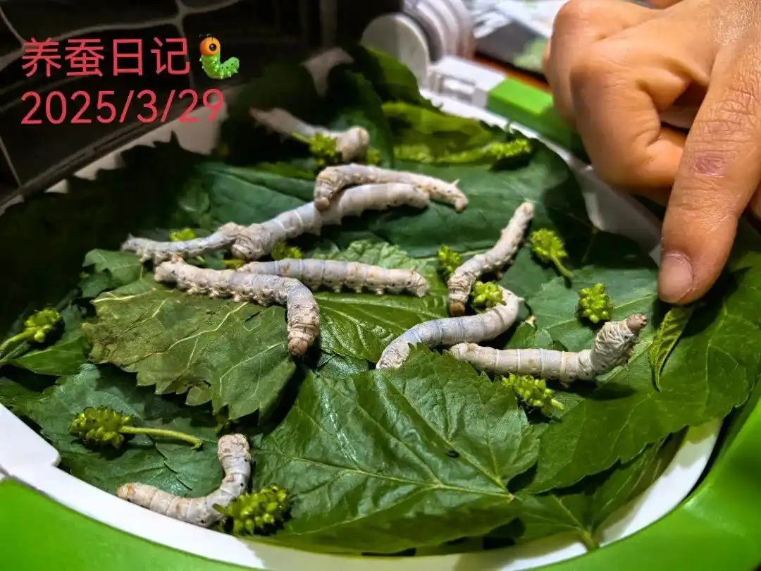 “全国的三年级小朋友都在养蚕”，有小学生家长养500只蚕，每周摘6斤桑叶